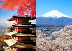 Lễ hội hoa anh đào núi Phú Sĩ bị hủy do quá tải du khách