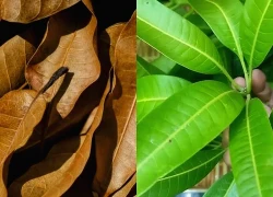 Loại lá quen thuộc hỗ trợ ổn định đường huyết