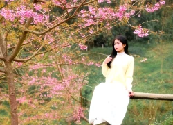 Mai anh đào khoe sắc trước Tết, xóm Mừng thành điểm check-in hút khách