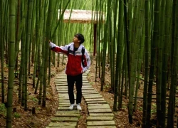 "Mở khóa" rừng trúc xanh mướt tại Cao Bằng đẹp như phim, không kém gì Nhật Bản