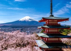 Một địa phương tại Nhật Bản hủy lễ hội hoa anh đào năm 2026