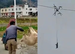 Nông dân khiến cả làng mất điện vì dùng drone chở lợn