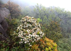 Pa Thiên - Voi Mẹp: Chinh phục nóc nhà Quảng Trị giữa mùa mây trắng và hoa rừng