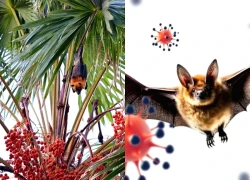 Phát hiện virus mới từ dơi lây sang người tại Bangladesh, triệu chứng giống Nipah