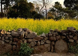 Trả lời câu hỏi Sì Thâu Chải mùa hoa anh đào có đáng để đi, cô bạn chia sẻ kinh nghiệm với chuyến đi chỉ hơn 1 triệu/người