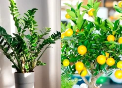 4 loại cây là nam châm hút lộc, trồng vào đầu năm vừa đẹp sang, vừa thêm may mắn