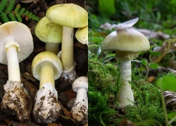 4 người chết, 3 người phải ghép gan vì ăn nhầm 'nấm tử thần' ở California