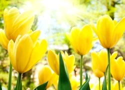 Đúng hôm nay, thứ 2 ngày 9/2/2026, 3 con giáp gặp thời gặp thế, tiền vàng 'chất thành núi', giàu sang khó ai bì kịp, mọi điều hanh thông