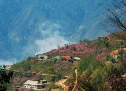 Hoa đào phủ khắp Tà Xùa, dân mê xê dịch rủ nhau lên núi