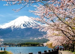 Lễ hội hoa anh đào dưới chân núi Phú Sĩ bị hủy vì quá tải du khách