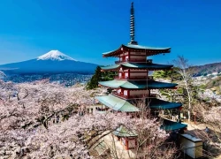 Nhật Bản hủy lễ hội hoa anh đào ngắm núi Phú Sĩ