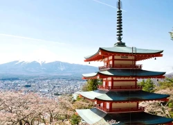 Nhật hủy lễ hội hoa anh đào núi Fuji vì hành vi của du khách