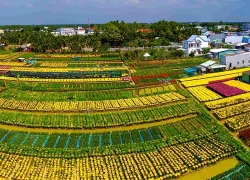 Sắc xuân phủ kín làng hoa Mỹ Phong