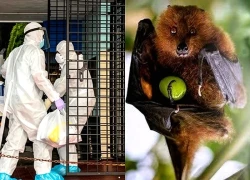 WHO xác nhận ca tử vong do nhiễm virus Nipah
