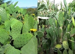 Xương rồng nhiều nhà chỉ trồng làm cảnh, dùng đúng cách bổ gan lại ngừa lão hóa