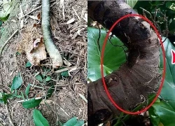 Hai người nhập viện sau khi ăn củ ráy, củ nưa