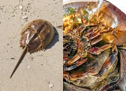 Ăn sò, ốc, sam, nhiều người nghi ngộ độc phải cấp cứu