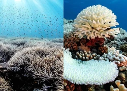 Nắng nóng 3 năm liên tiếp tẩy trắng một nửa rạn san hô toàn cầu