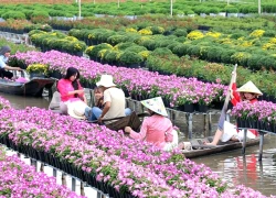 Sa Đéc - tình đất nở hoa, tình người khởi sắc