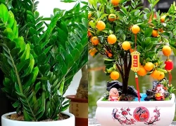 Tết Ngựa 2026: 3 cây nên đặt trong nhà để vạn sự hanh thông, tài lộc không cầu mà tự đắc