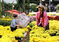 TPHCM mù mịt trong mưa trái mùa, người bán hoa 'ngồi trên đống lửa' ngày cận Tết