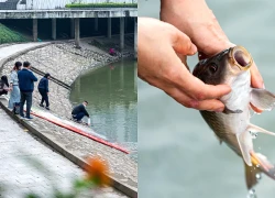 Việt kiều Đức vượt hàng nghìn km về Việt Nam thả cá