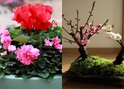 6 loại hoa ngày Tết nên đặt phòng khách, vừa sang nhà vừa đón lộc vào nhà