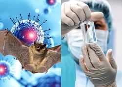 Bộ Y tế ban hành hướng dẫn chẩn đoán và điều trị bệnh do virus Nipah