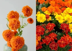 Cúc vạn thọ và câu chuyện phong thủy: Vì sao vị trí đặt hoa lại quan trọng?