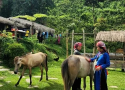 Du lịch cộng đồng lên ngôi, nhiều homestay "cháy phòng" dịp Tết