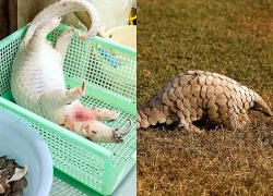 Giết thịt một con tê tê, 3 người bị khởi tố