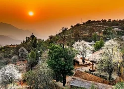 Hoa sơn tra đẹp như cổ tích giữa đất trời Tây Bắc