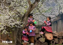 Mộc Châu rực rỡ sắc Xuân, thu hút du khách thập phương