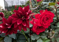 Trưng cây cảnh sắc đỏ đầu năm: 'Gọi' may mắn vào nhà