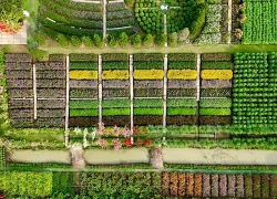 Đồng Tháp: Trải nghiệm dải hoa gradient và mê cung cổ điển tại vườn hoa Mãn Đình Hồng