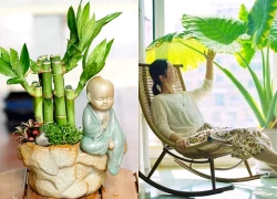 Cây trong phòng khách không phải nhiều là tốt: 3 loại nên trồng - 2 loại người xưa tránh xa