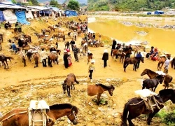 Du Xuân, ngắm ngựa vùng cao