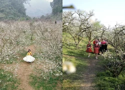 Mộc Châu khoác áo xuân: Trắng đồi mận, xanh đồi chè