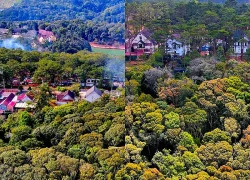 Hoa rừng nở rực chào Xuân