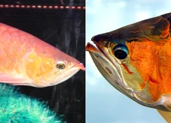 Ăn trứng cá rồng, 13 người phải nhập viện