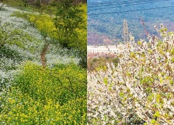 Kiếm bộn tiền nhờ dịch vụ 'sống ảo' ăn theo mùa hoa Mộc Châu