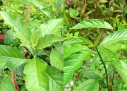 Loại lá nhiều người ăn để tránh say rượu