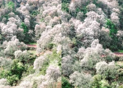 Thiên đường hoa sơn tra giữa đại ngàn Tây Bắc vào mùa đẹp nhất năm