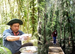 VIDEO: Trải nghiệm bắt ong mật ngày Tết