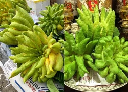 Việt Nam có vị thuốc quý, nhiều người nghĩ không ăn được, chỉ để trưng ngày Tết