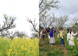 Xuân về trên cao nguyên trắng Bắc Hà