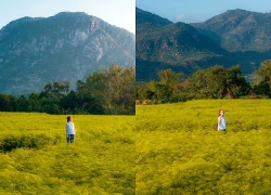 Cánh đồng hoa lạ ở Khánh Hòa khiến dân mê du lịch đứng ngồi không yên