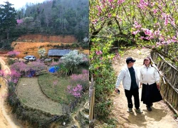 Chiêm ngưỡng sắc đào mùa Xuân trên đỉnh Lùng Cúng