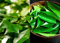 Loại lá thơm phức thường chỉ làm gia vị, lại siêu dinh dưỡng chẳng kém thuốc bổ