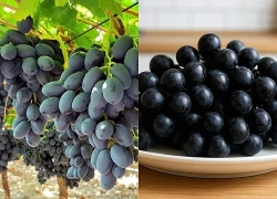Loại quả đen sì nhỏ nhưng có võ, ăn vào bổ não, dưỡng tim lại chống lão hóa